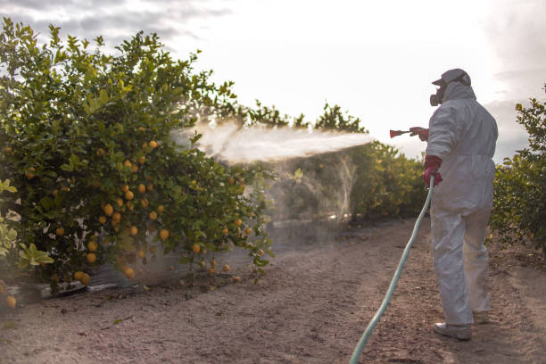 Insect Control in Talty, TX