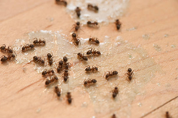 Flea Control Services in Talty, TX