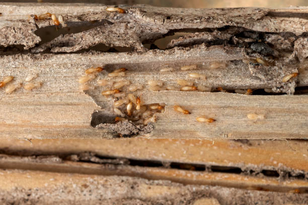 Best Bed Bug Extermination  in Talty, TX