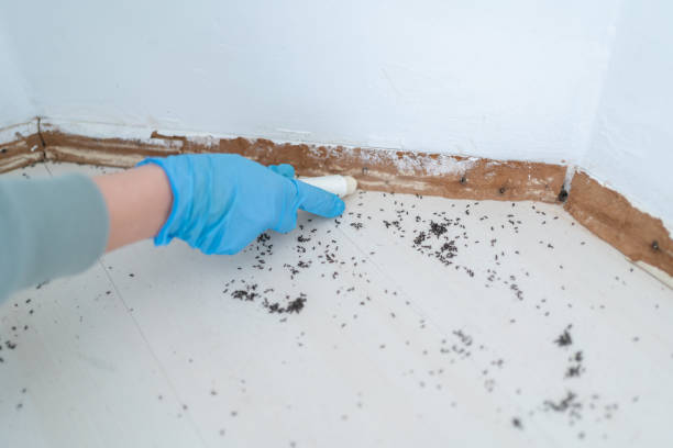 Reliable Talty, TX Pest Control Solutions